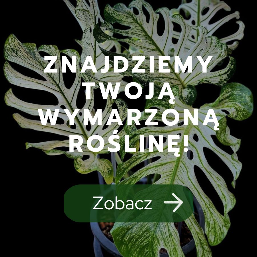 Zamów wymarzoną roślinę
